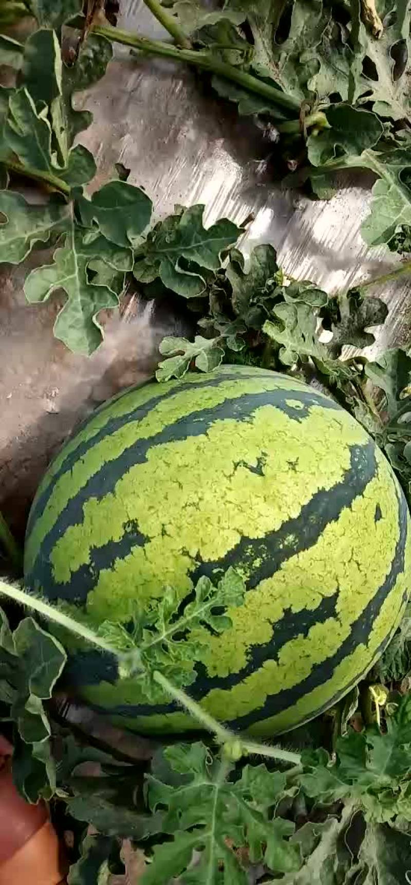 西瓜甜王