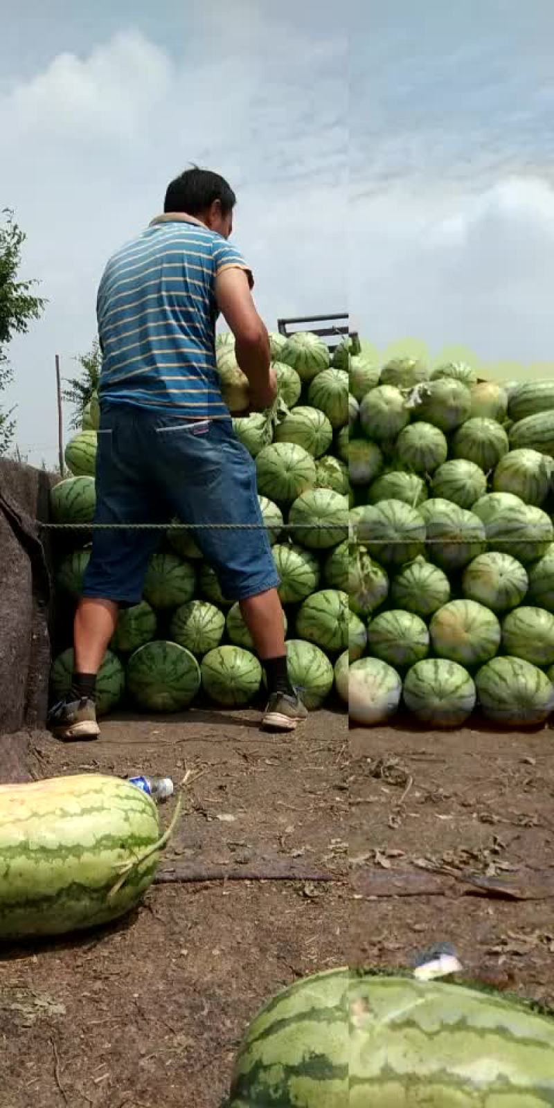 西农八号