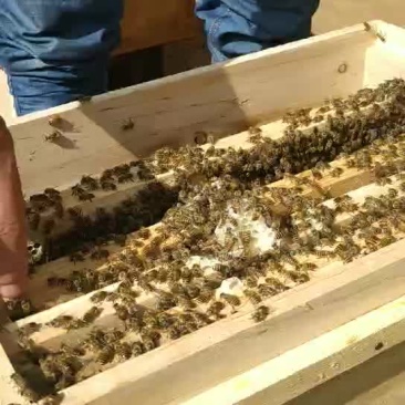 中蜂