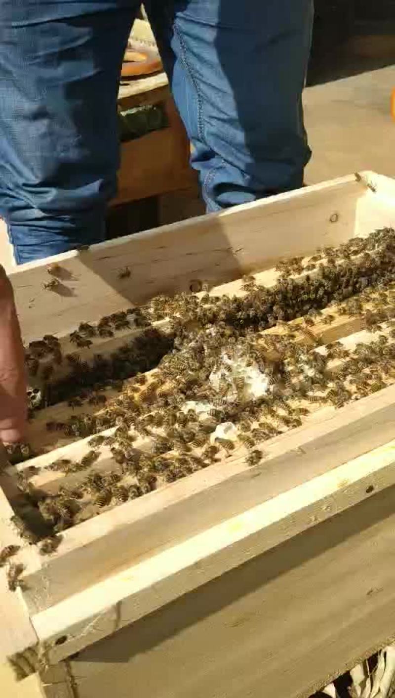 中蜂