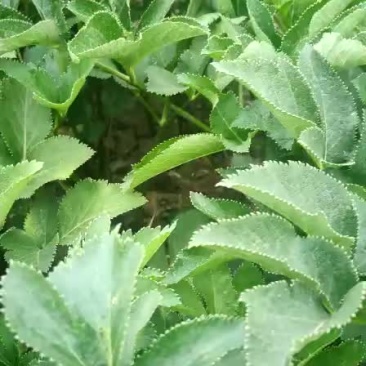 500亩白芷种植基地