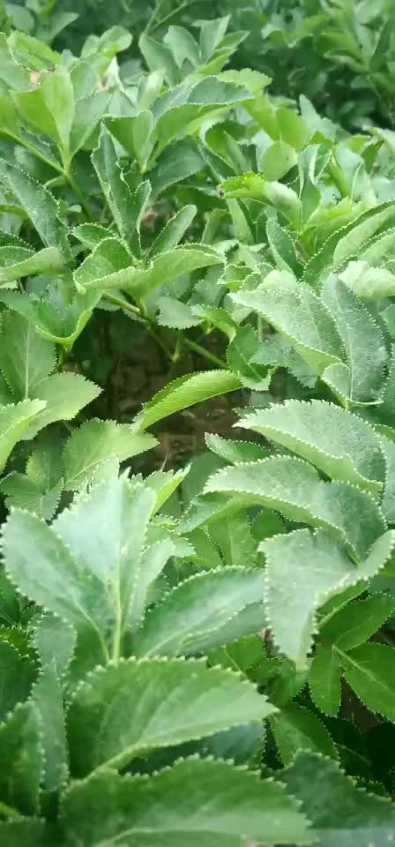 500亩白芷种植基地