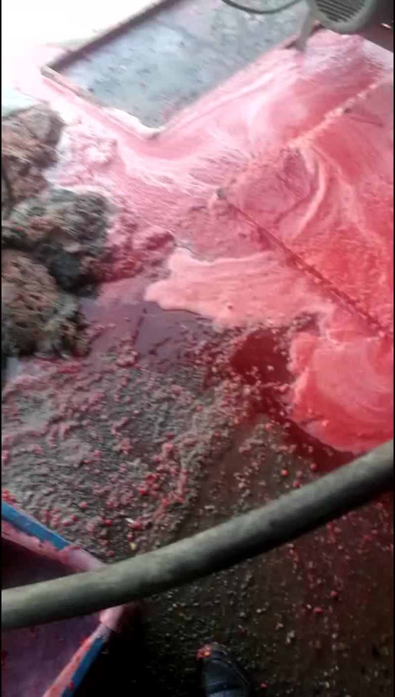 种子