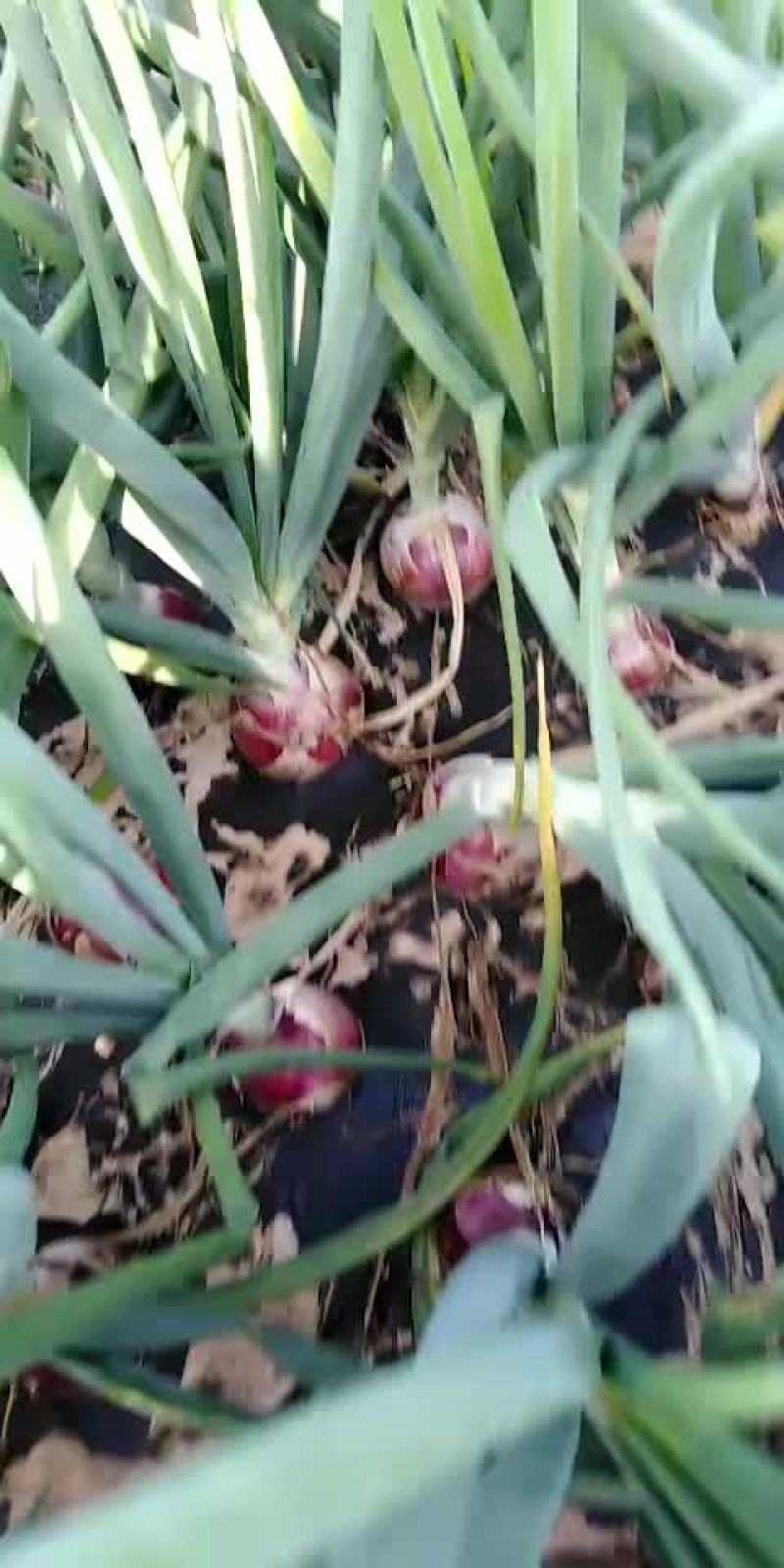 精品二红洋葱