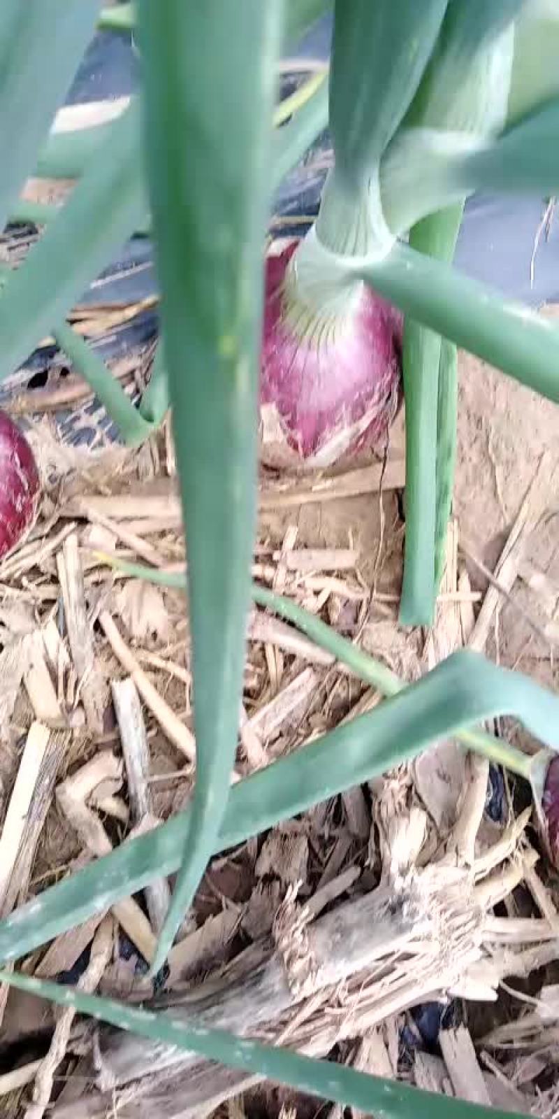 精品二红洋葱