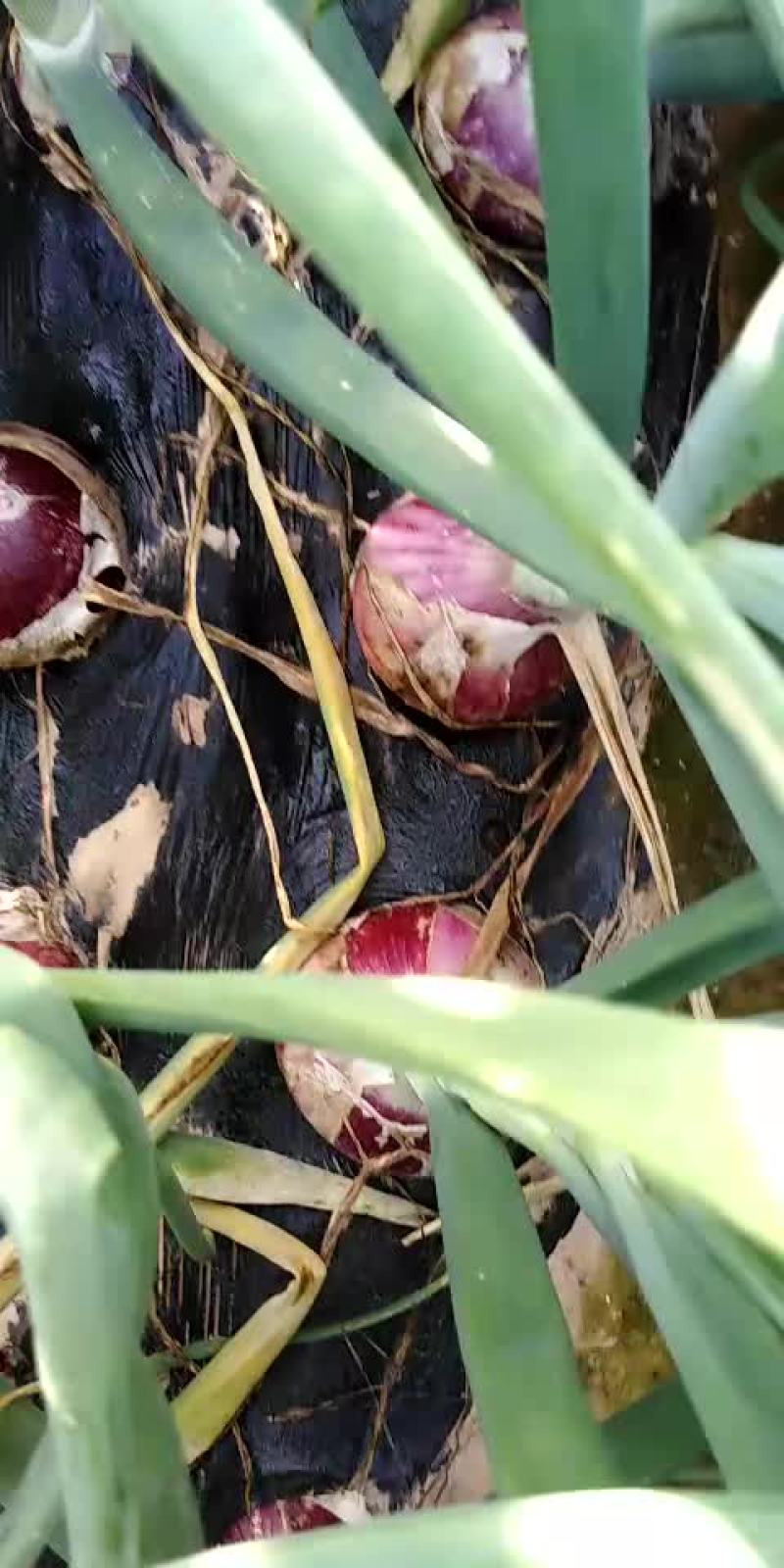 精品二红洋葱