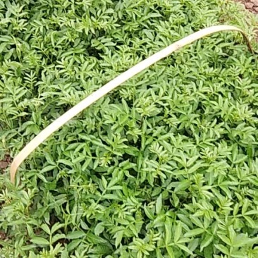 花椒树苗，龙头山。