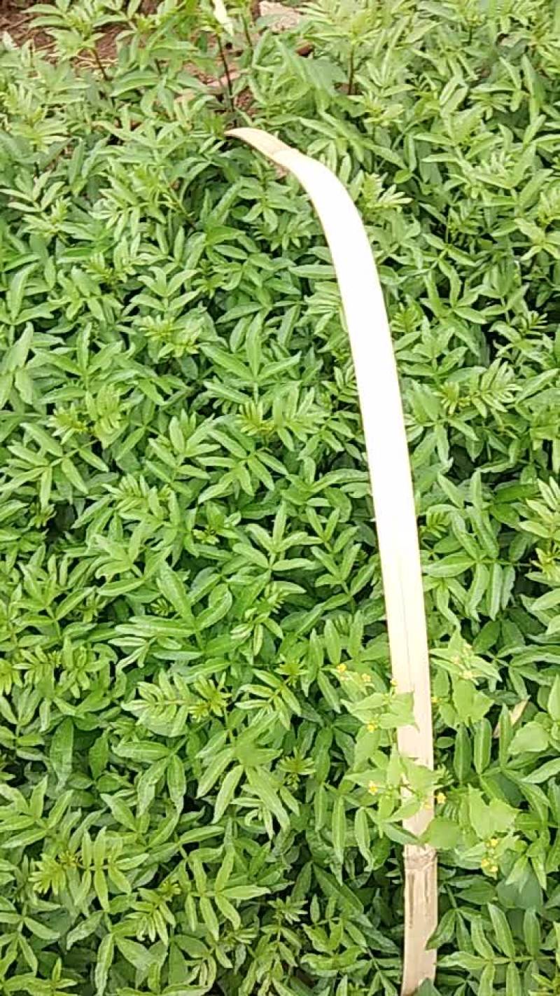 花椒树苗，龙头山。