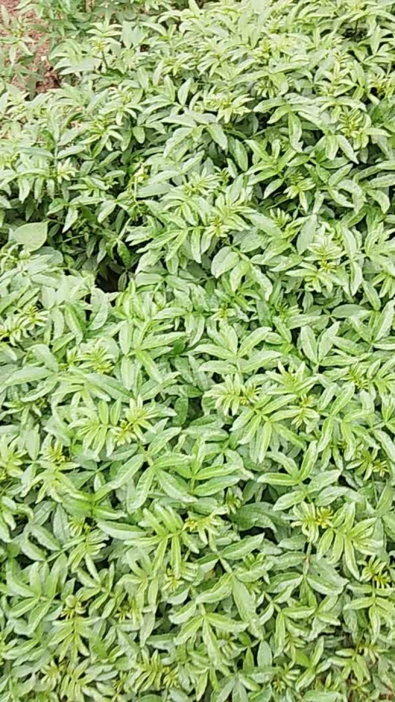 花椒树苗，龙头山。