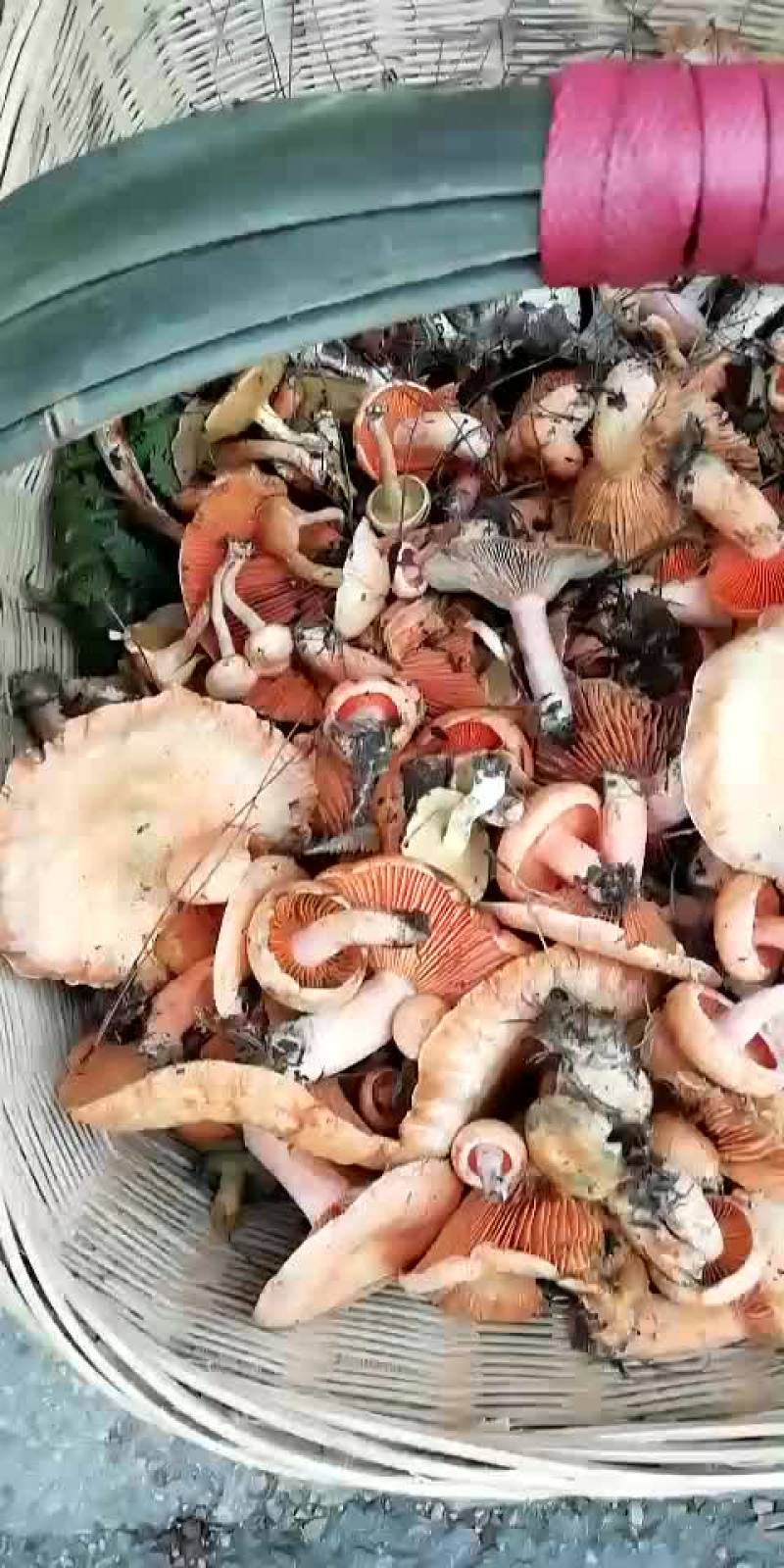 野生菌