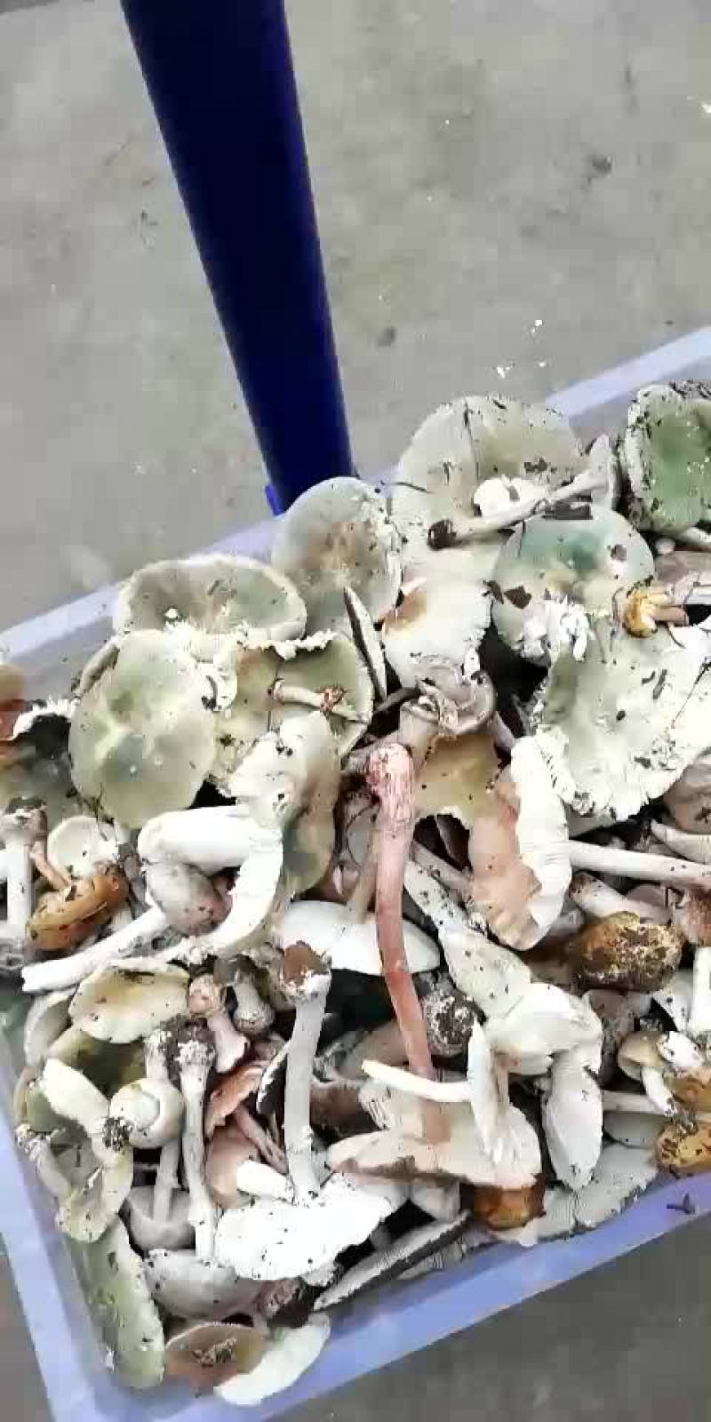 野生菌