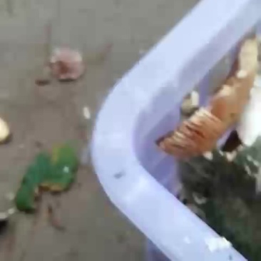野生菌