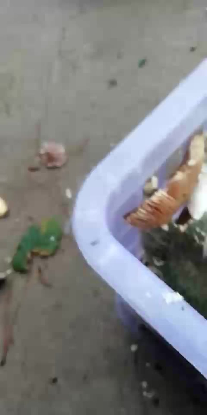 野生菌