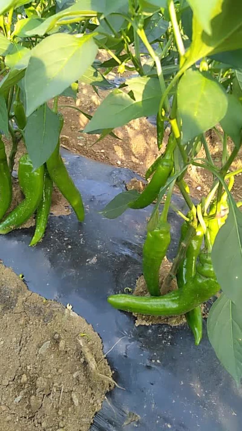 无公害大辣椒黄皮椒‘