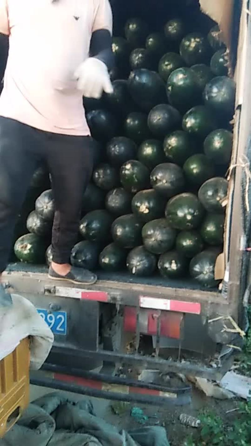 吊冬瓜，地冬瓜