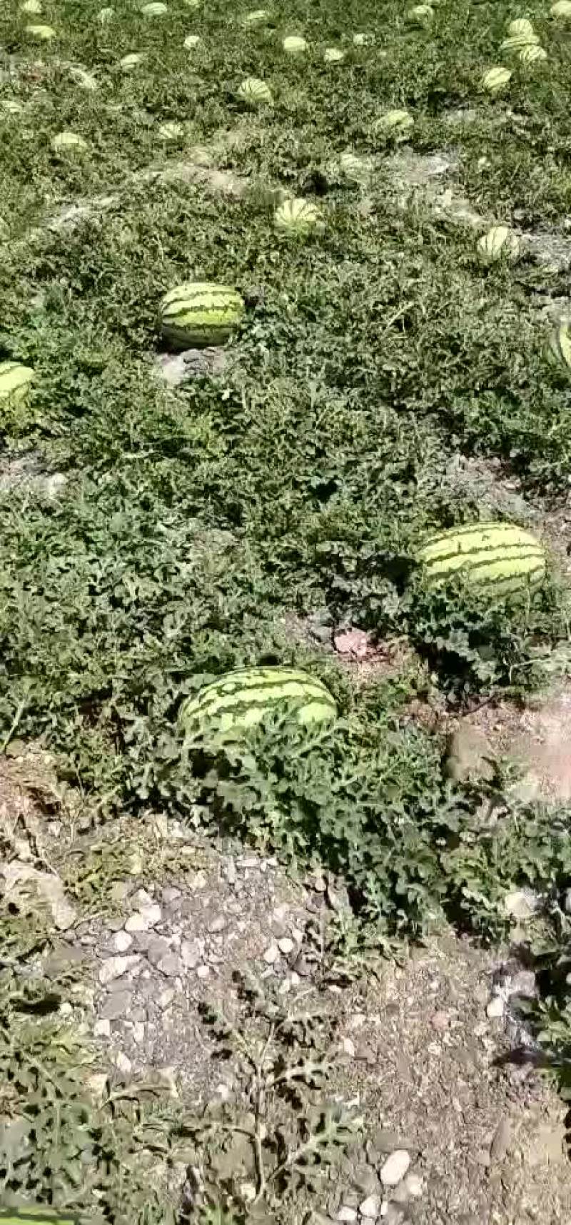宁夏硒砂瓜