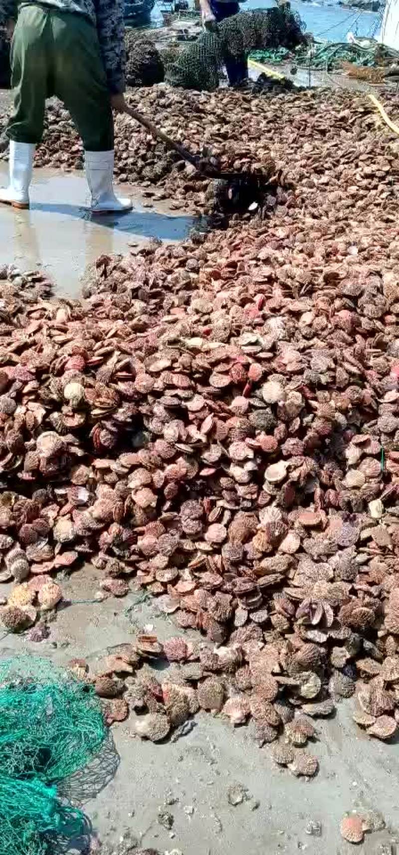 扇贝
