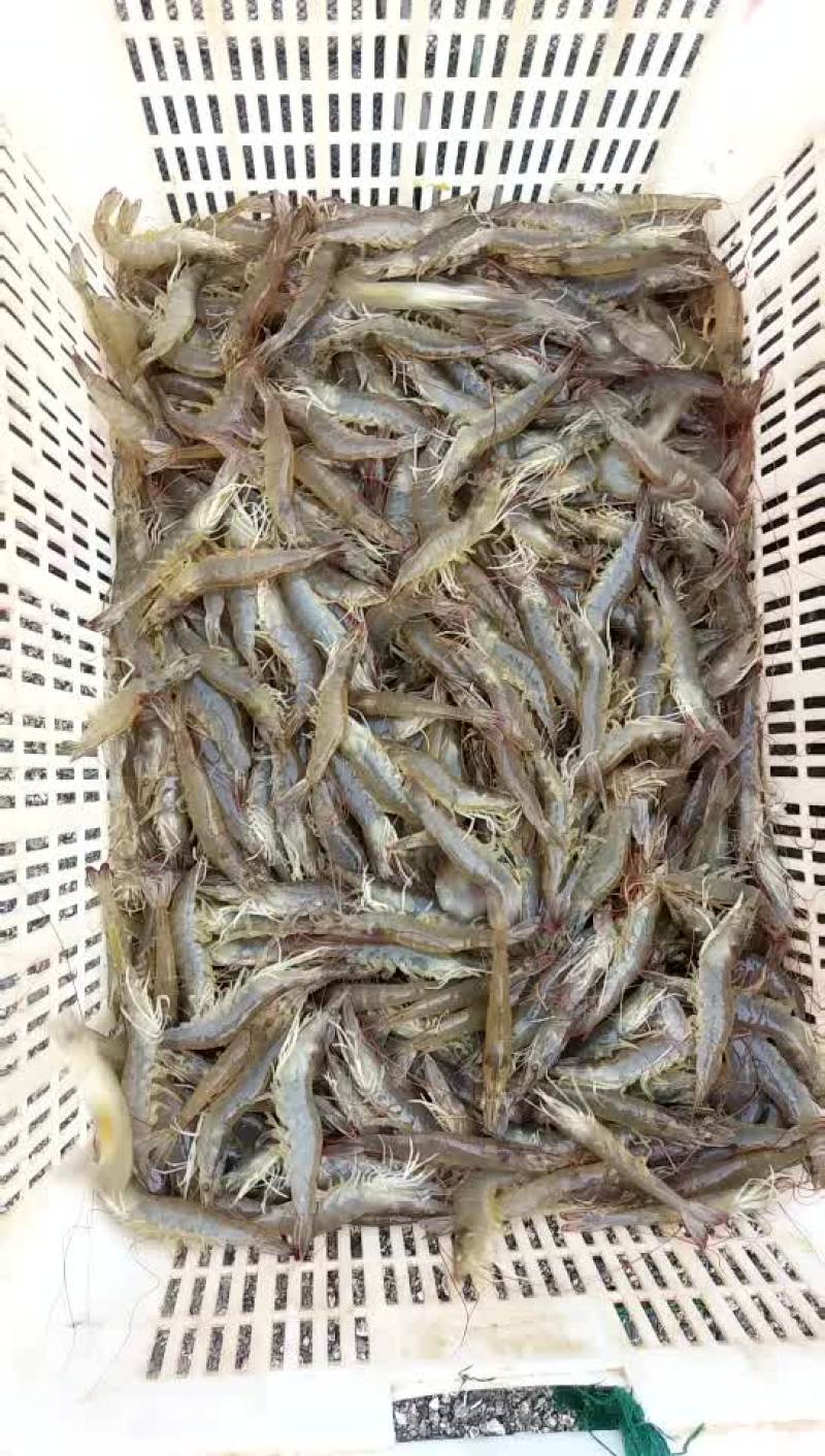 水产