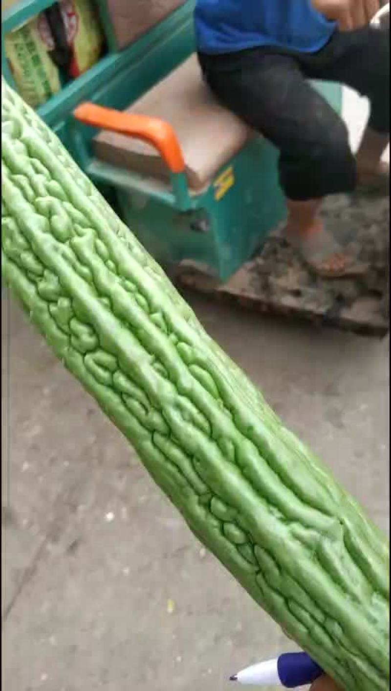 苦瓜大量上市中需要联系