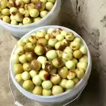 冬枣
