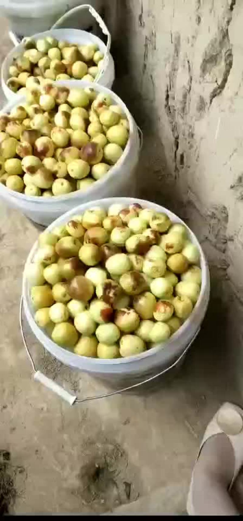 冬枣
