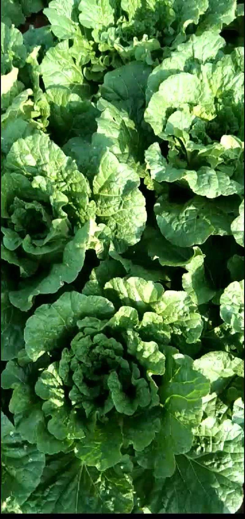 正宗山地大白菜，无虫，无烧心，个头2/3公斤要的赶快下单