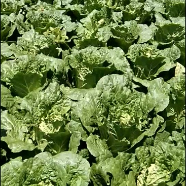 正宗山地大白菜，无虫，无烧心，个头2/3公斤要的赶快下单