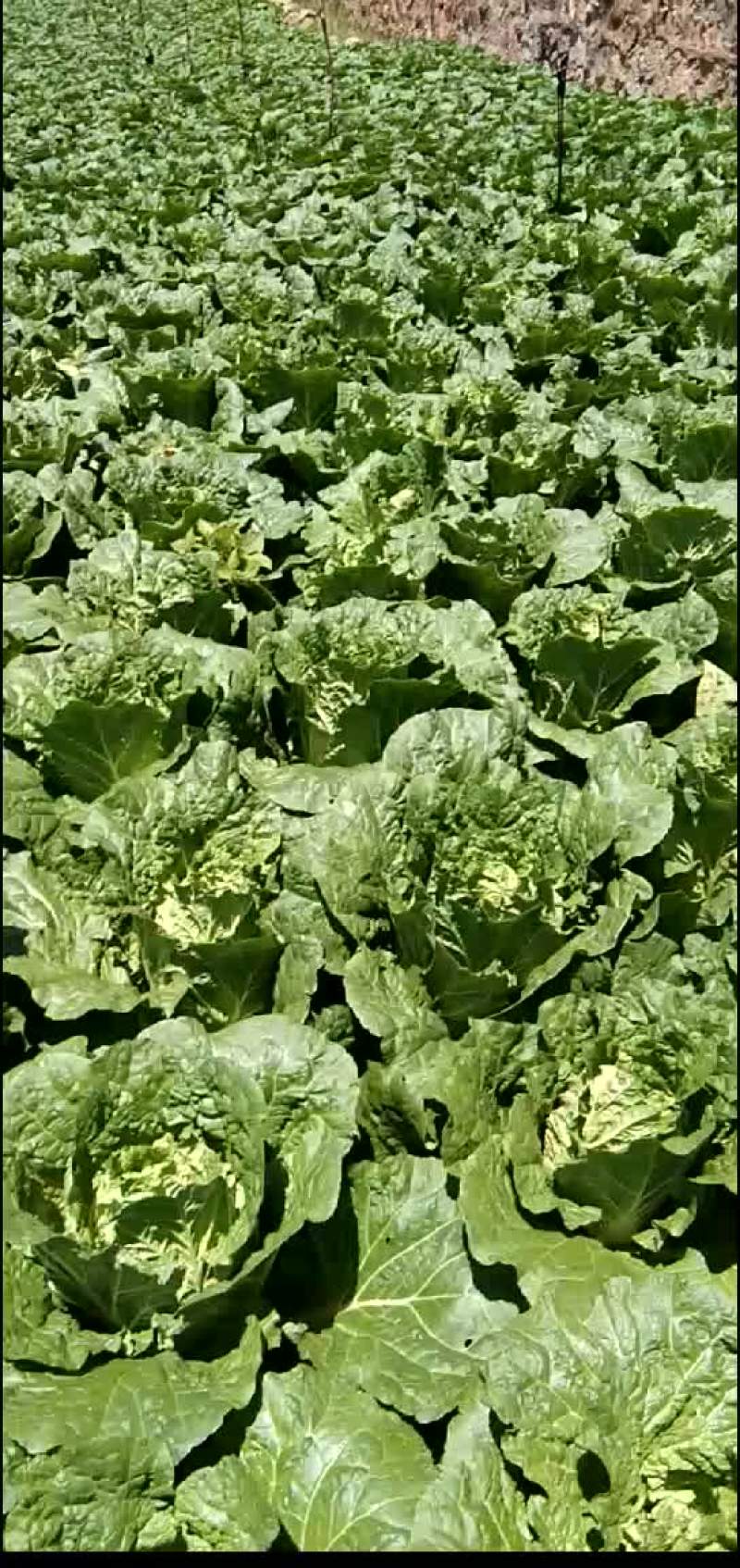 正宗山地大白菜，无虫，无烧心，个头2/3公斤要的赶快下单