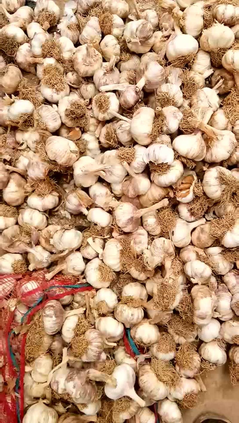 代收齐河大蒜