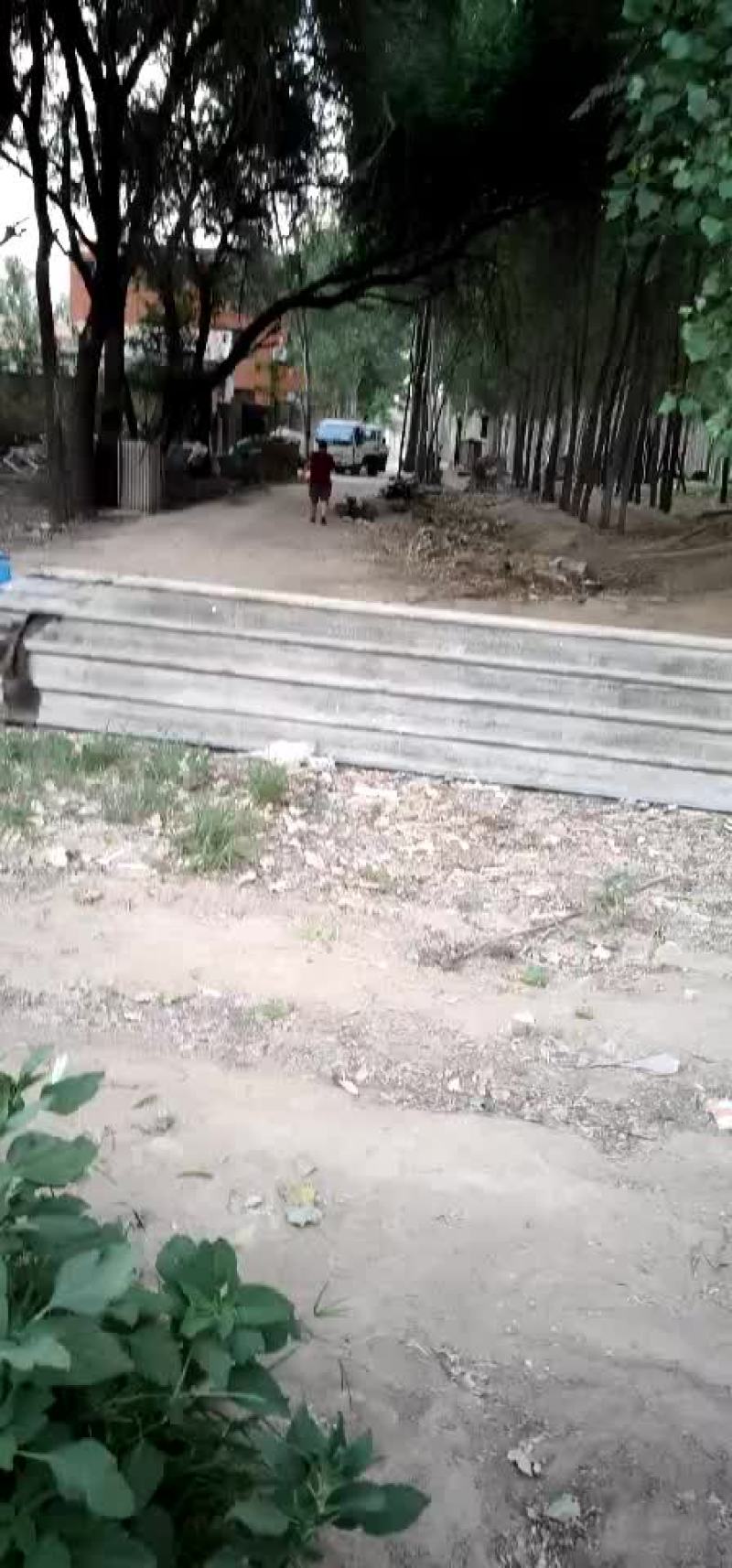京新西瓜