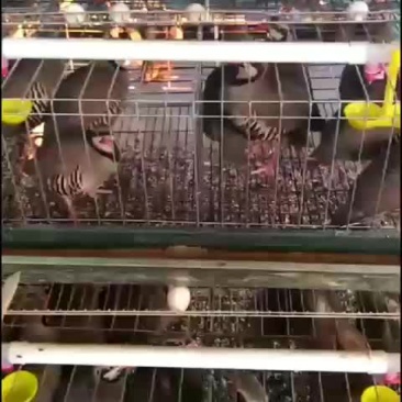 特种禽蛋