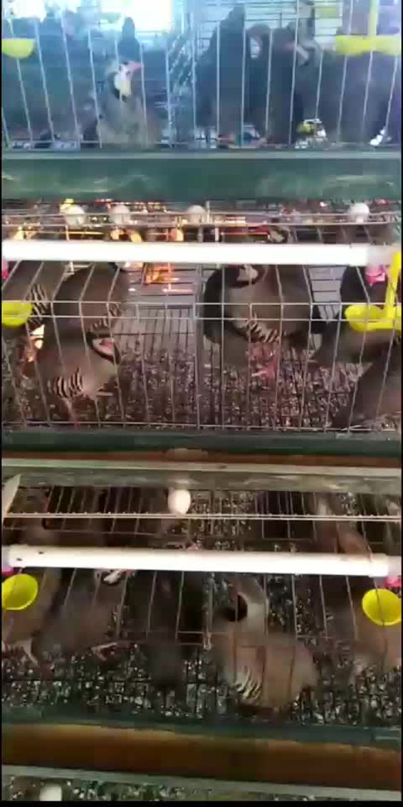 特种禽蛋