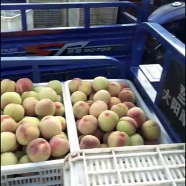 仓方早生桃
