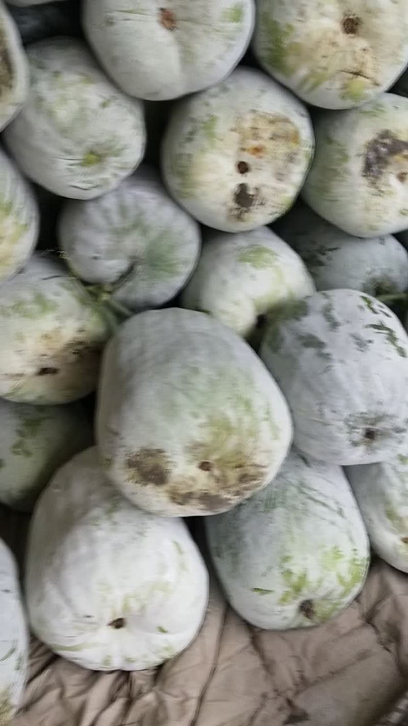 冬瓜