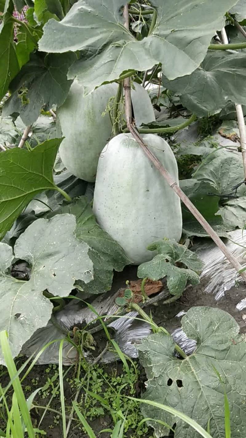 冬瓜