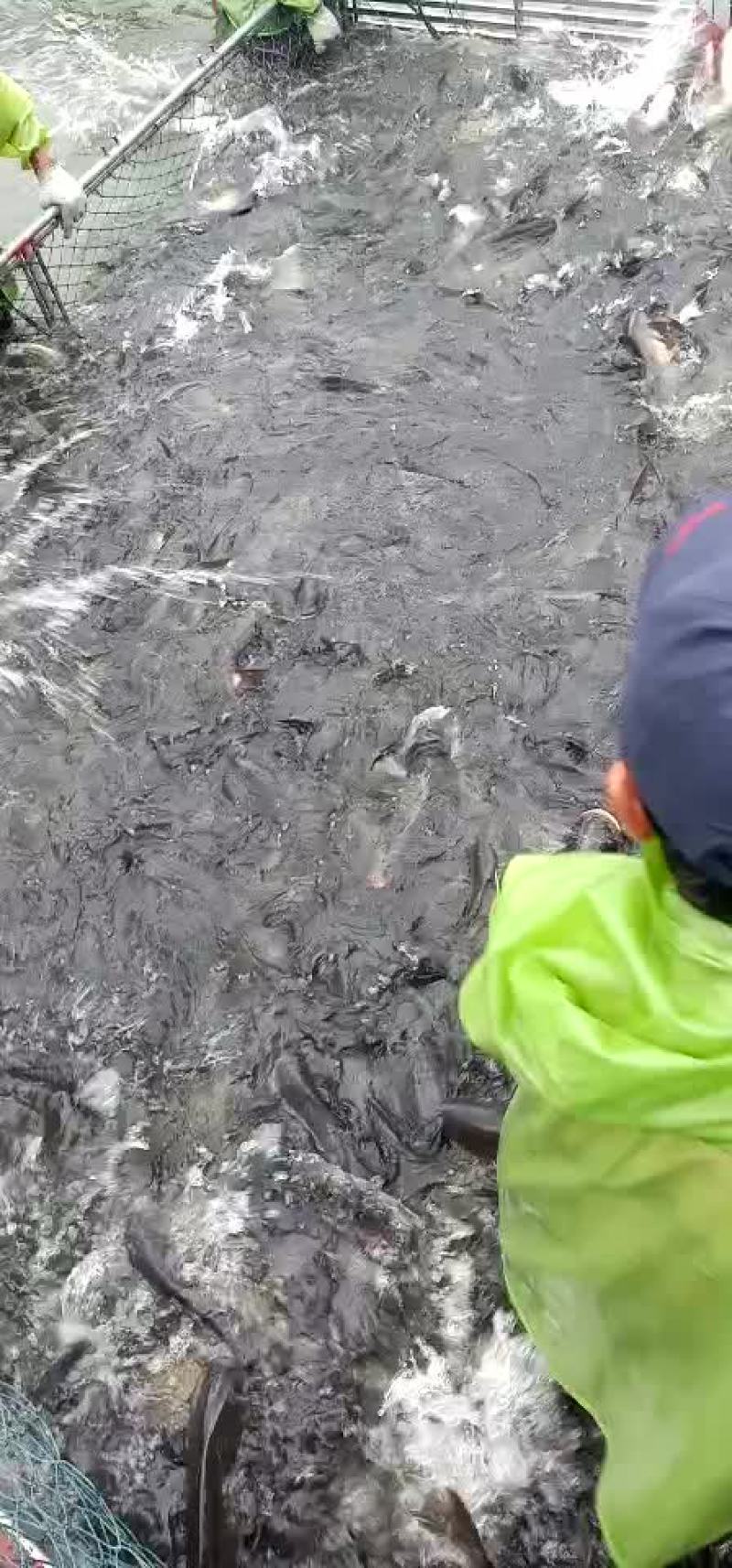 白鲢鱼有兴趣的速度。