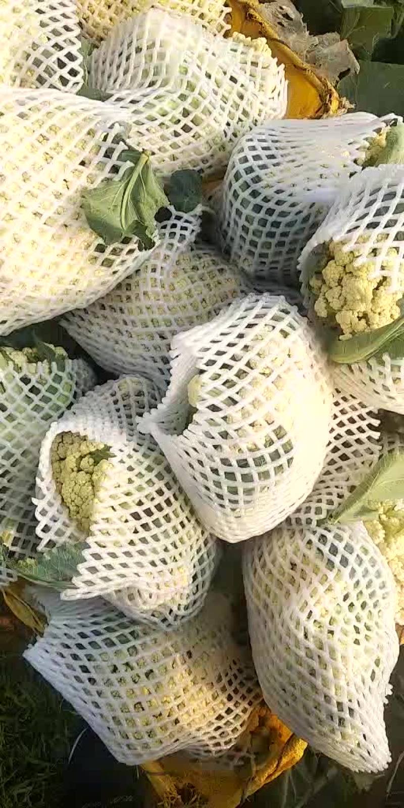 青梗散花，有机花菜花松花菜