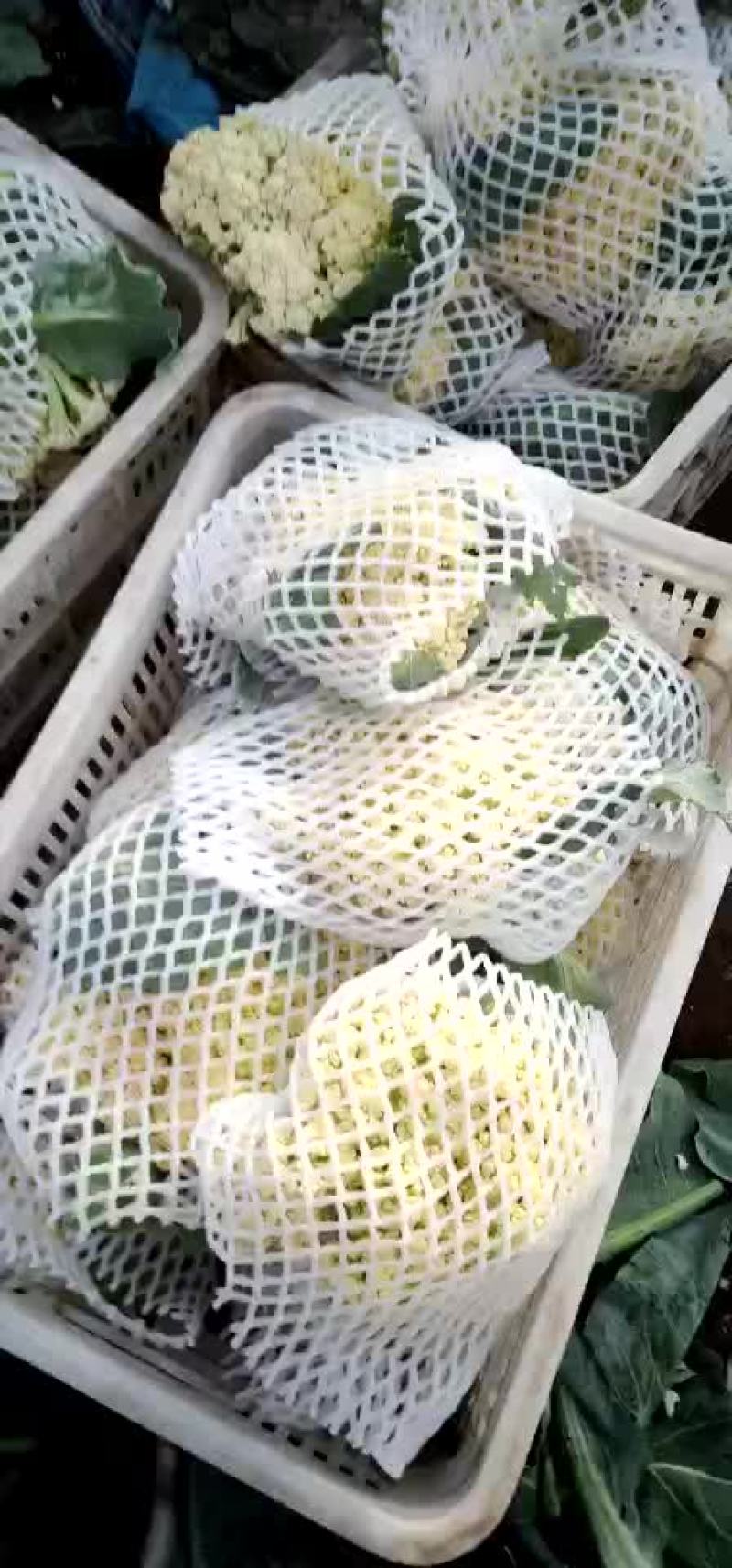 青梗散花，有机花菜花松花菜
