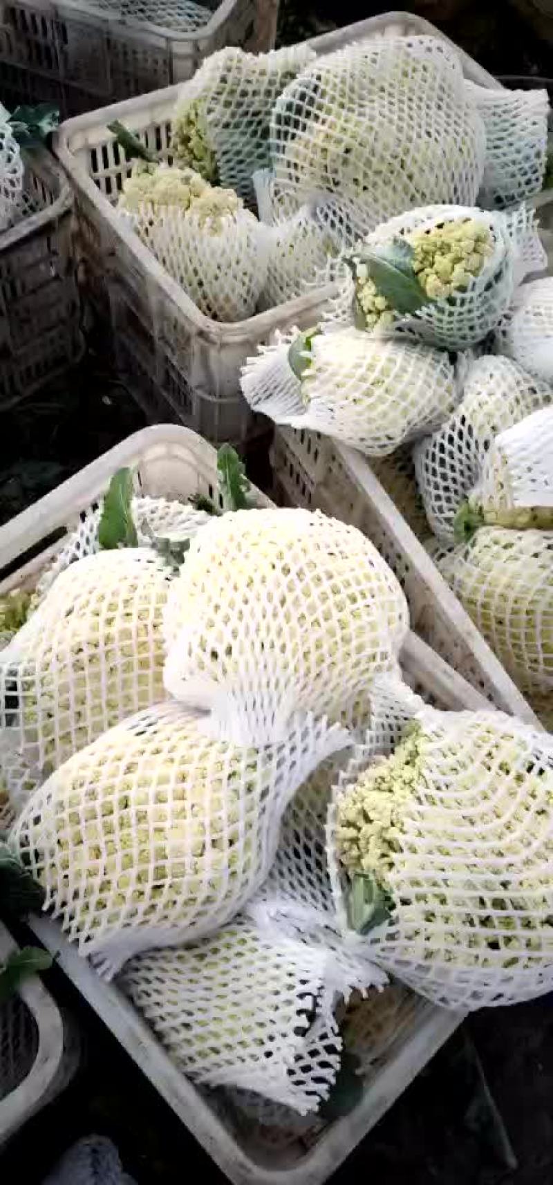 青梗散花，有机花菜花松花菜