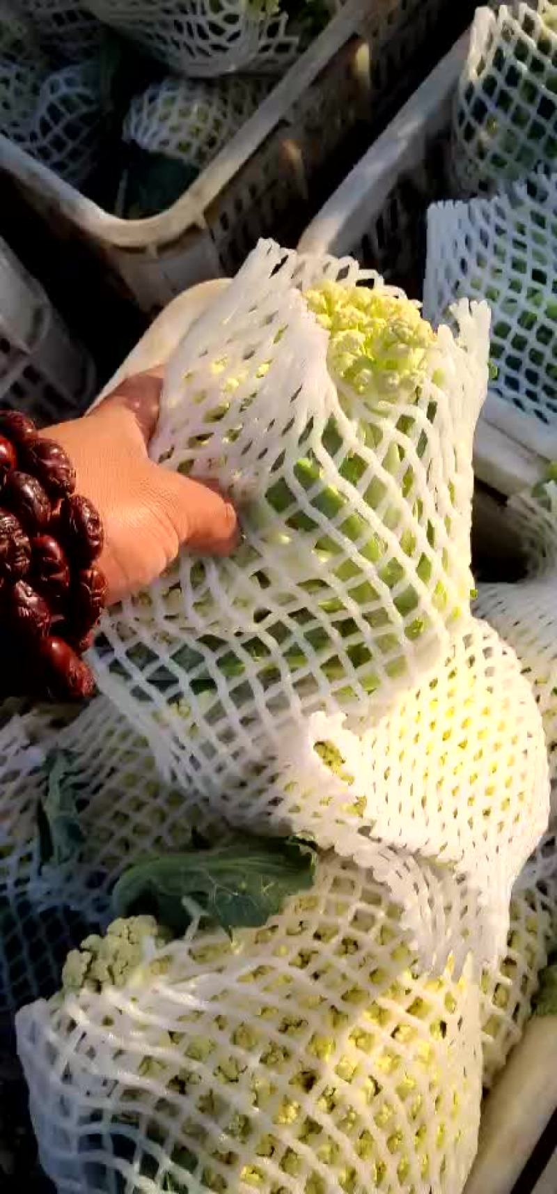 青梗散花，有机花菜花松花菜