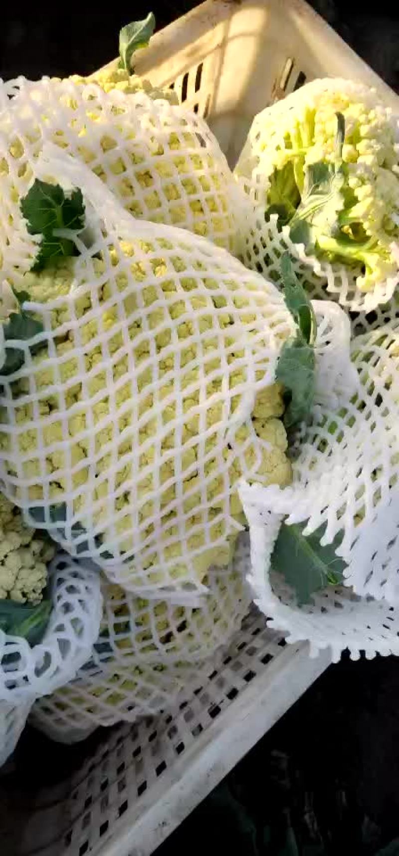 青梗散花，有机花菜花松花菜