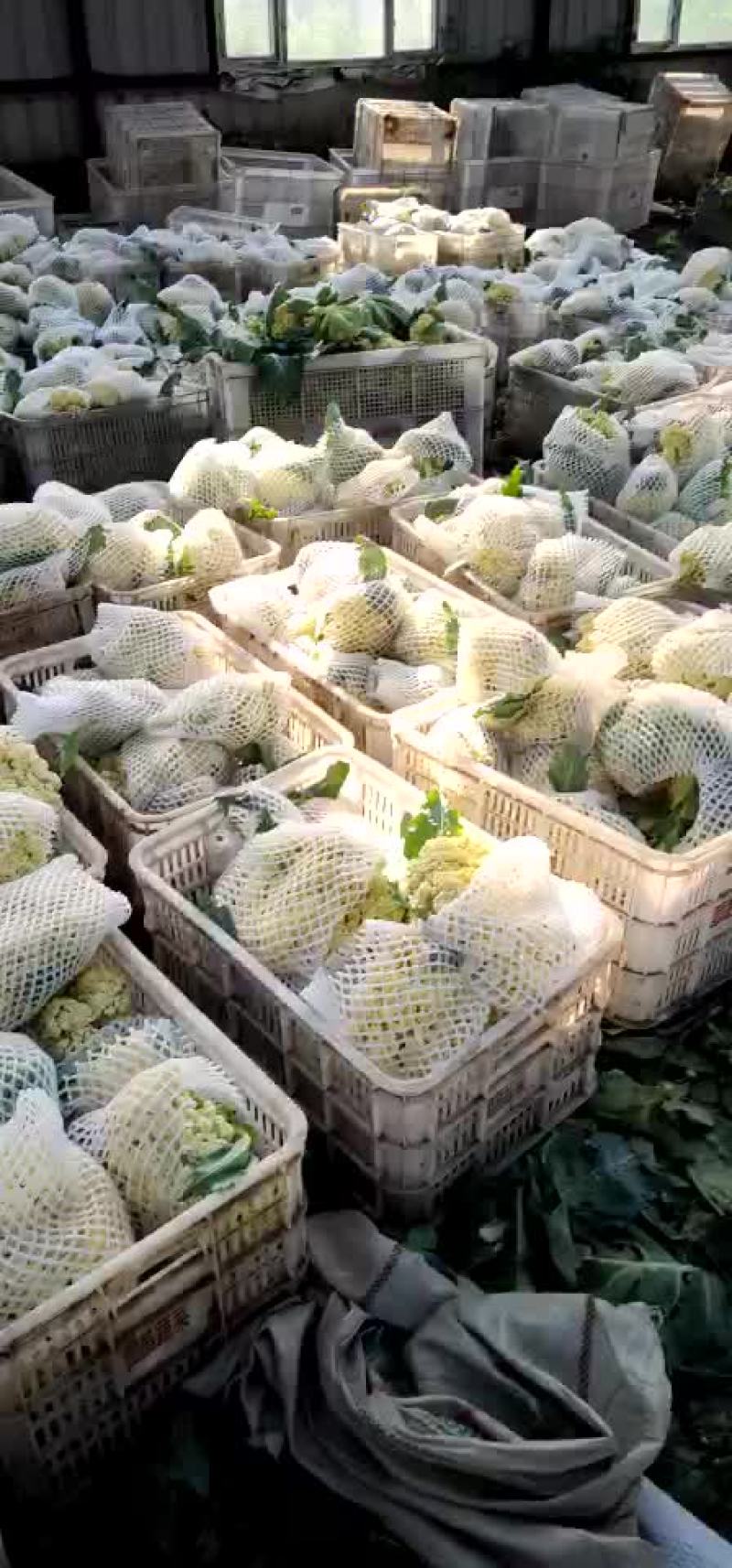 青梗散花，有机花菜花松花菜