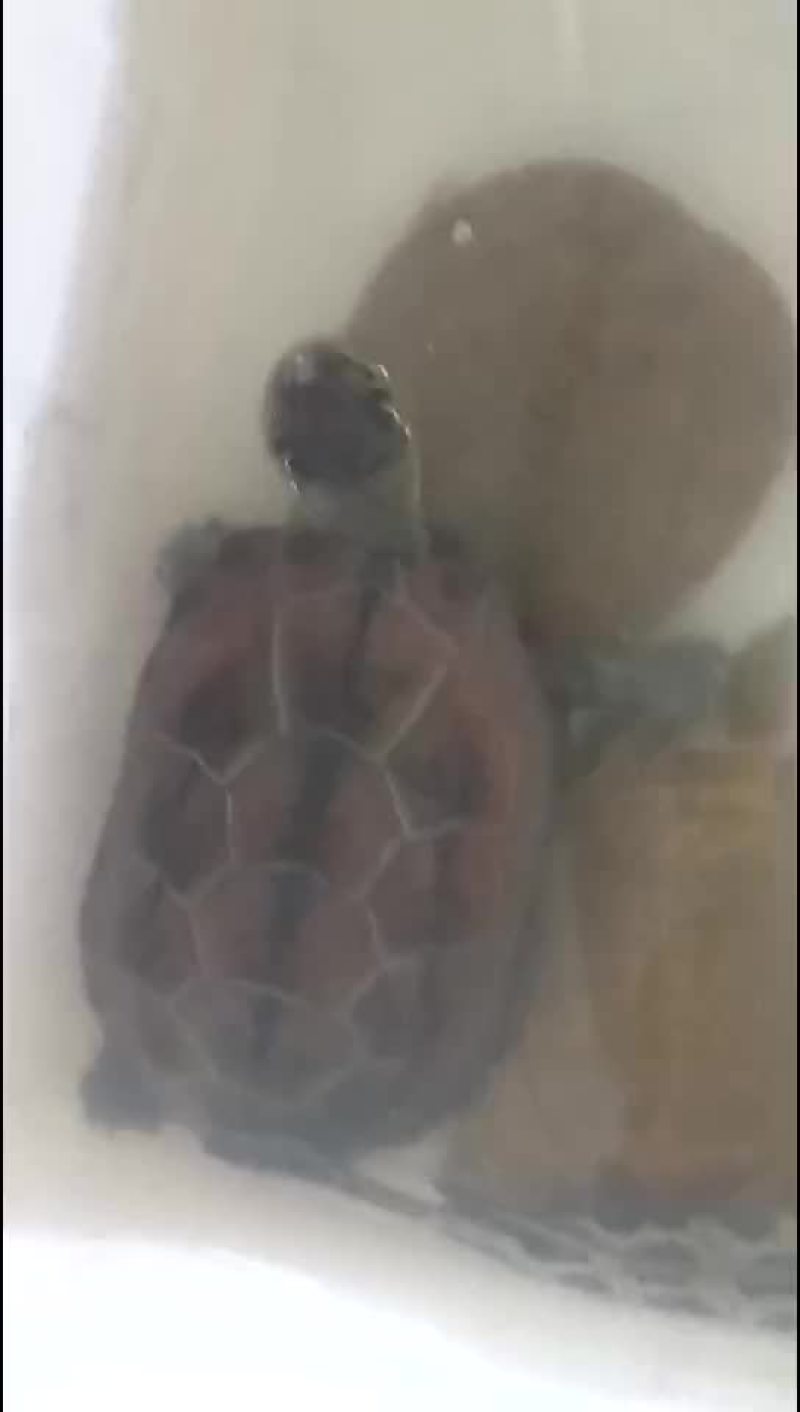 甲鱼农村老鳖一手货源
