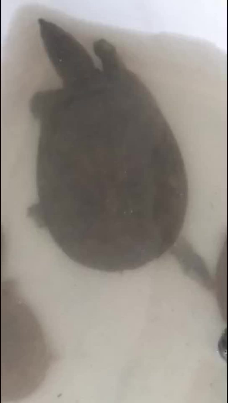 甲鱼农村老鳖一手货源