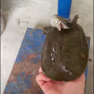 甲鱼农村老鳖一手货源