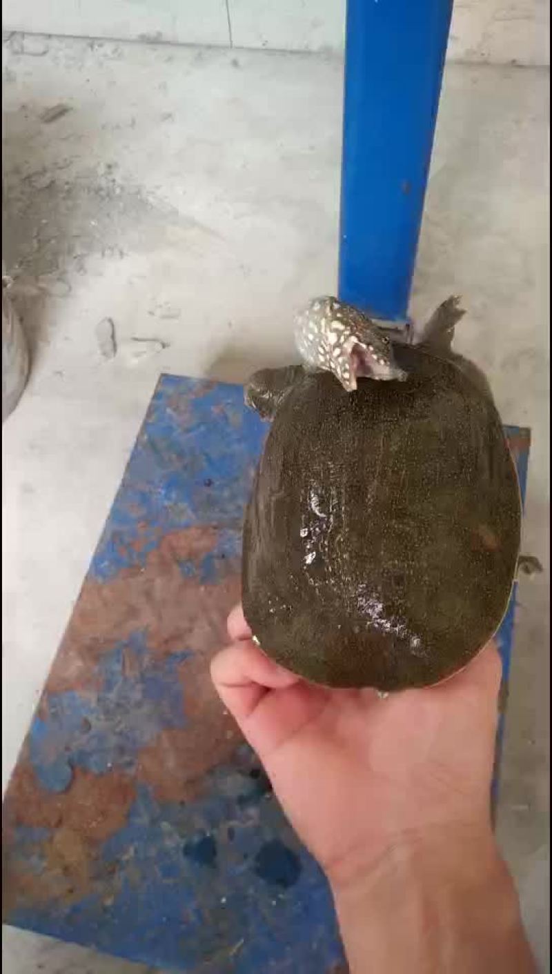 甲鱼农村老鳖一手货源
