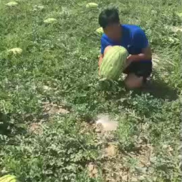 宁夏硒砂瓜已陆续上市