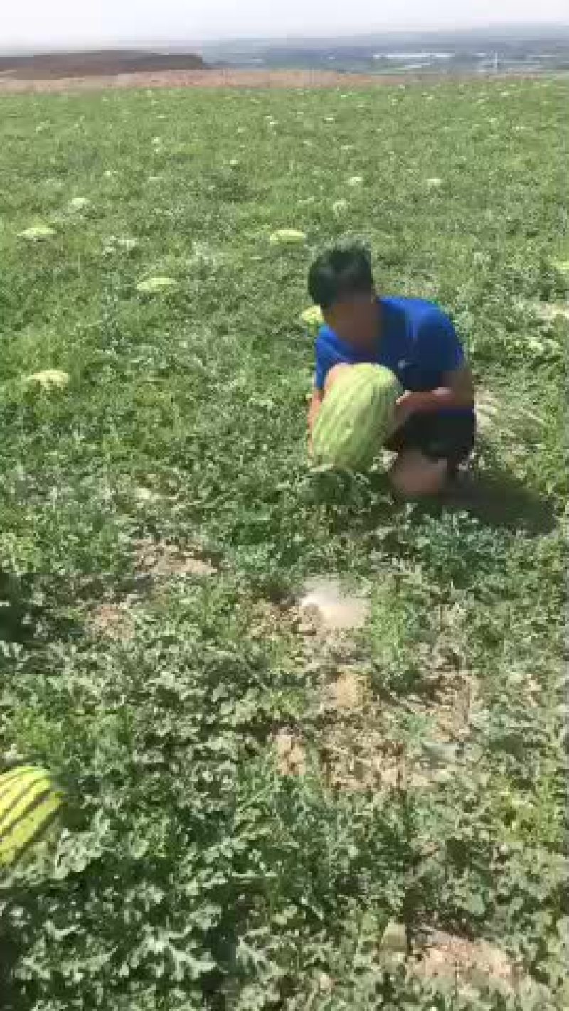 宁夏硒砂瓜已陆续上市