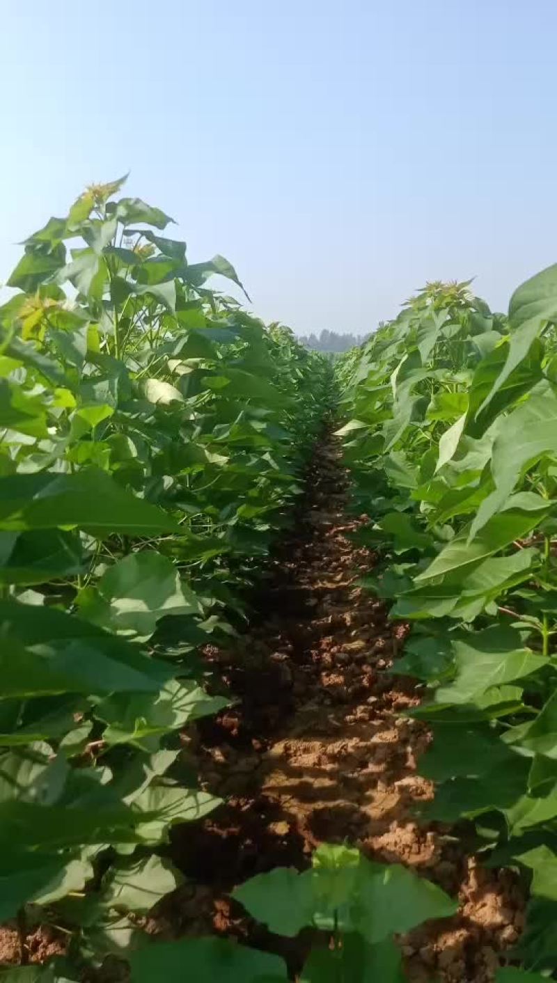 速生楸树当年苗可以前提预定了，1至5公分，量大优惠
