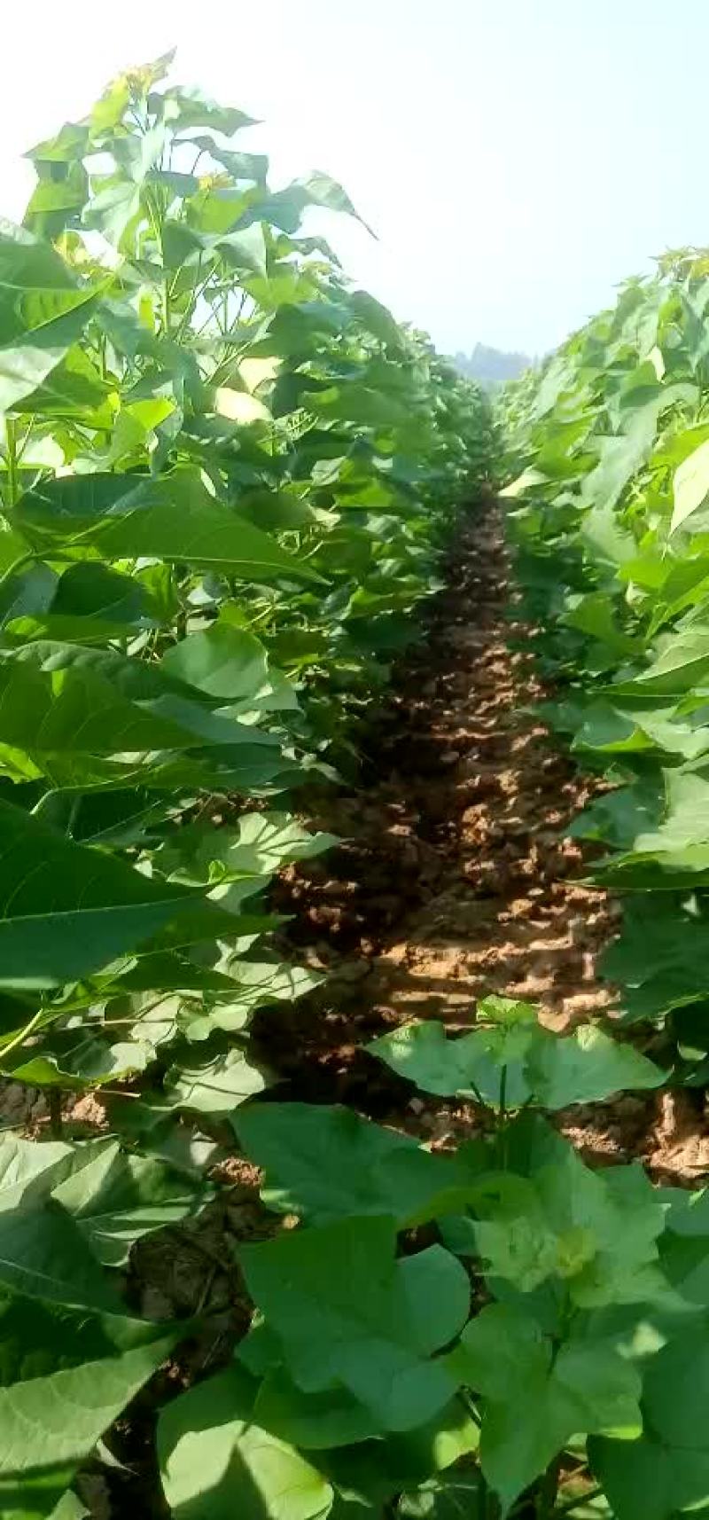 速生楸树当年苗可以前提预定了，1至5公分，量大优惠